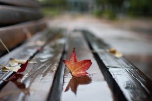Autumn leaf resting on a rainy bench. Photo by Tess Horowitz