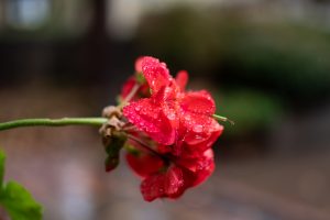 Morning dew on a bright red flower