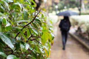 Student walking past vibrant plant life sprinkled with water droplets.