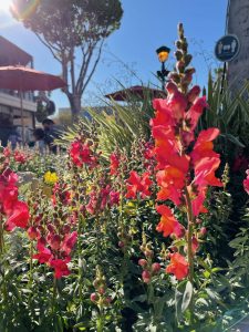 Flowers in the sunlight