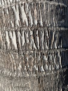 Palm tree bark