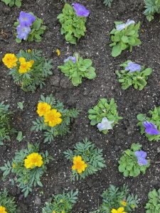 Purple and yellow flowers