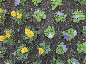 Purple and yellow flowers close-up
