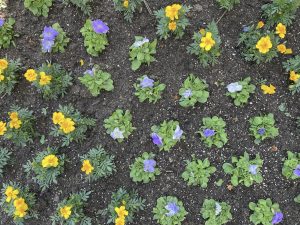 Purple and yellow flowers
