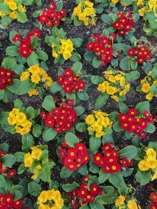Red and yellow flowers