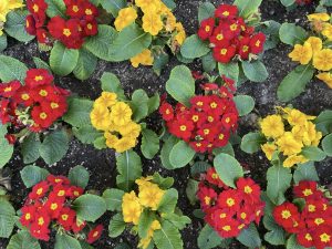 Red and yellow flowers close-up