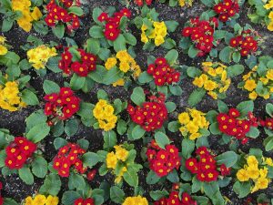 Red and yellow flowers