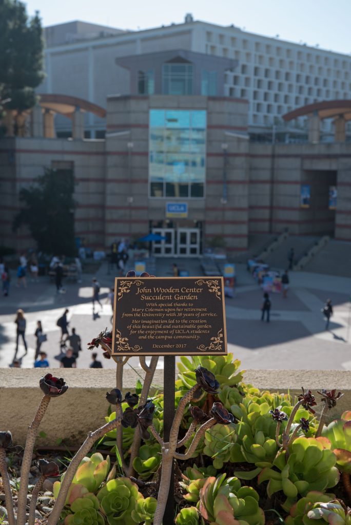 The work of Mary Coleman, the John Wooden Succulent Garden decorates the second floor of the John Wooden Center and provides a botanical retreat for students at the very center of campus. The garden is directly across Bruin Plaza from the UCLA Store at Ackerman Union. Photographed by Julia Gu/BruinLife.