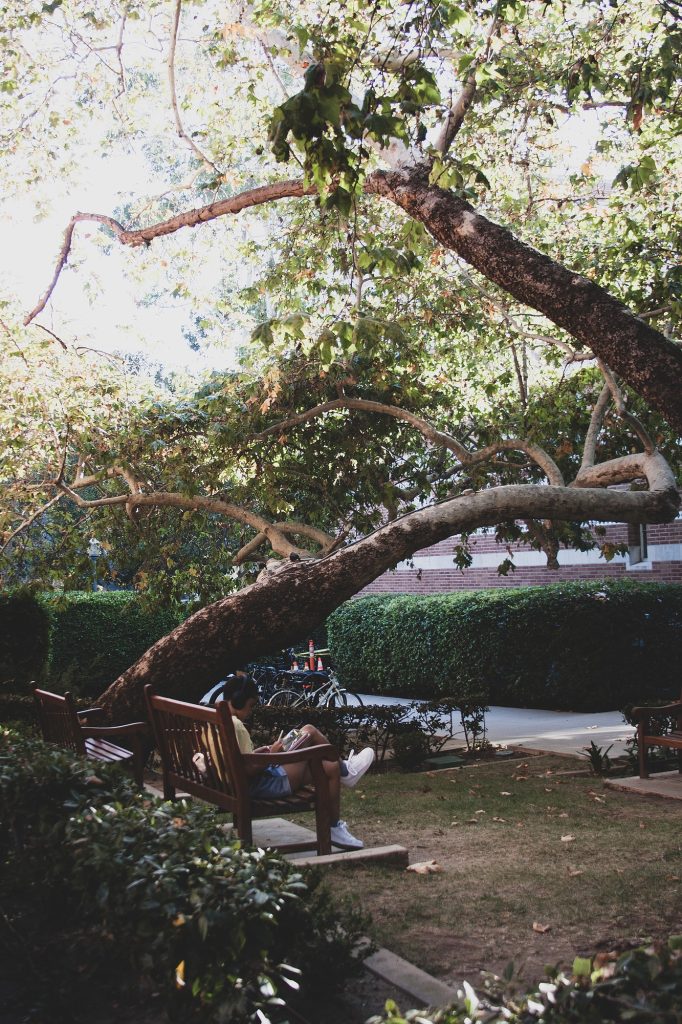 A student sits on a bench outside of the UCLA School of Law. The School of Law has many quiet places to sit and read further away from the bustling atmosphere of campus; benches can be found all along the outside courtyard.