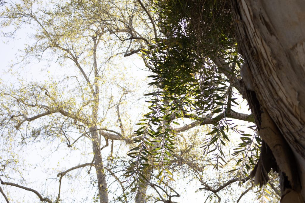 The late afternoon sun illuminates one of Holmby Park's many trees. Photographed by Julia Gu/BruinLife.