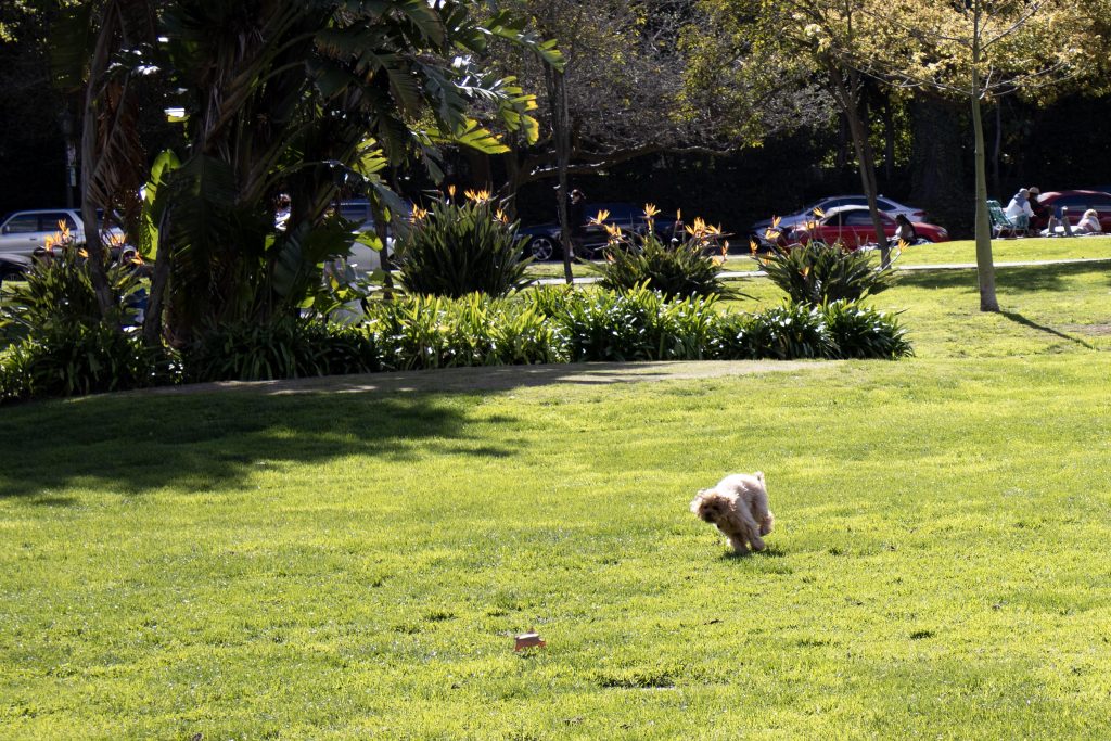 A poodle dashes across the grass with a ball in its mouth. Photographed by Julia Gu/BruinLife.