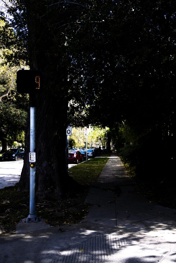 A sun-dappled path leads forward along Comstock Avenue. Photographed by Julia Gu/BruinLife.