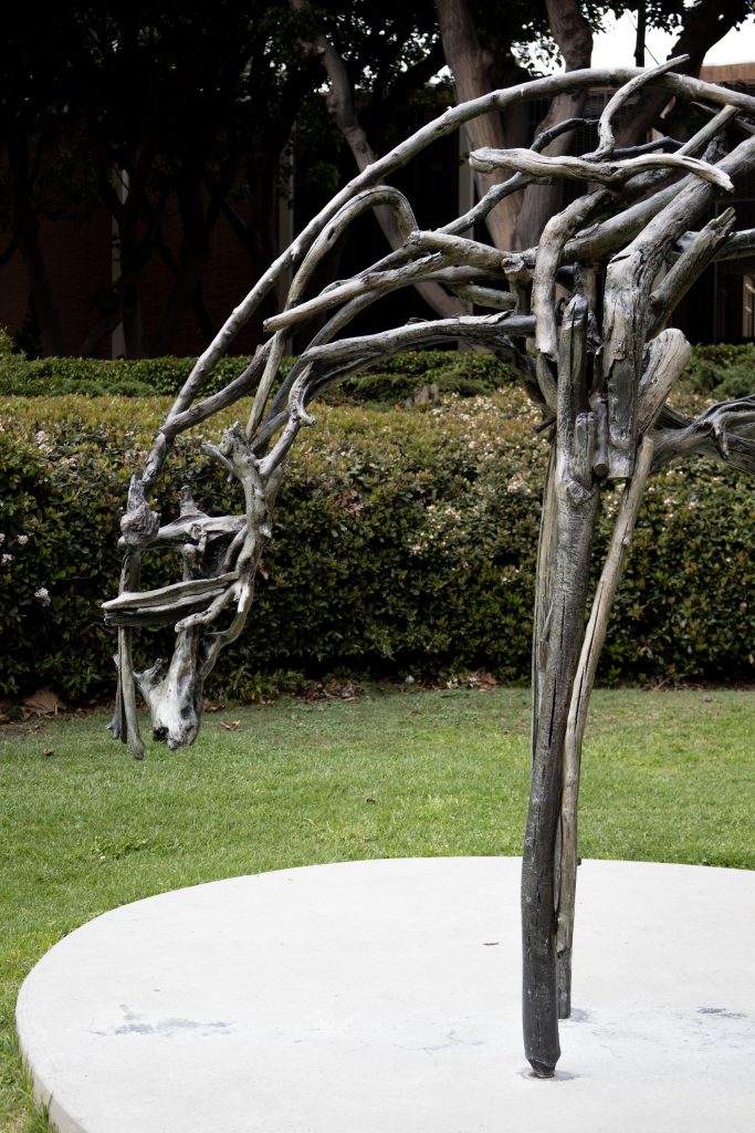 Deborah Butterfield is an American sculptor known for her sculptures of horses, often made from found materials. Pensive is a 1996 work given to the garden by Marcia Simon Weisman, a close friend of Franklin D. Murphy. Photographed by Julia Gu/BruinLife.