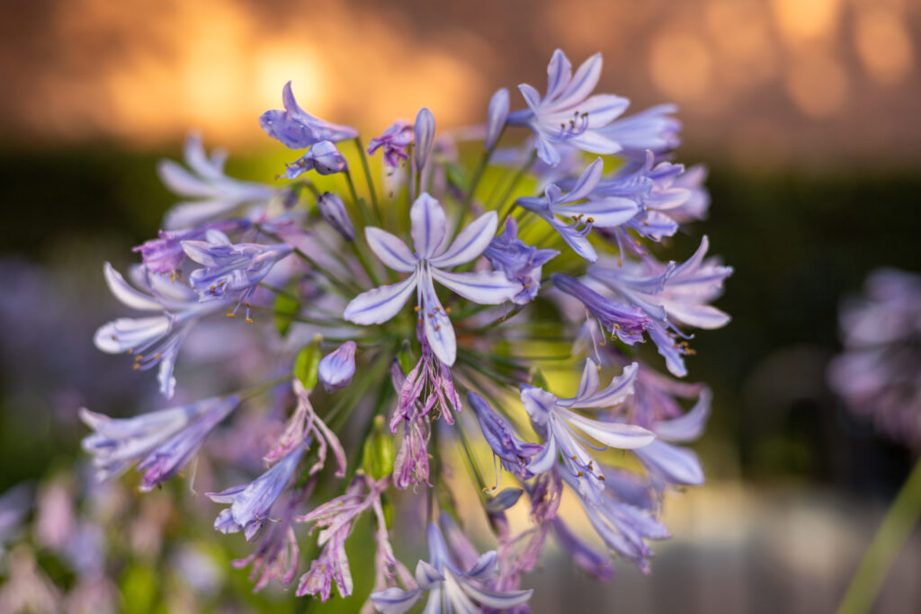 Lily of the Nile, or agapanthus, is known for its many pastel purple flowers on each stem. Photographed by Sapna Drew/Bruinlife.